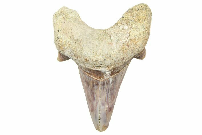 Fossil Shark Tooth (Otodus) - Morocco #353506